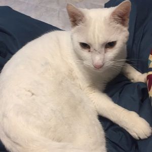 Meet your Posher, Cherie